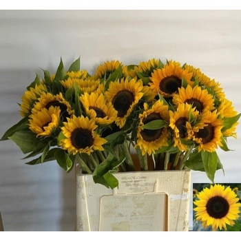 product/img.floraplaza.nl/LHELSUNOR6-LIVE_fotos-0xC075949B9D478F2FF7AE6AC8E8850CF7A360949C.jpg