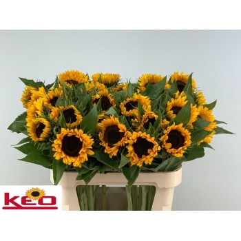 product/img.floraplaza.nl/LHELSUNOR8-LIVE_fotos-0xC24621E4D641501DC7FE7FEE2A0FAEABFE650848.jpg