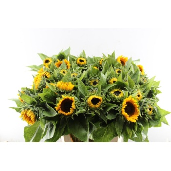 product/img.floraplaza.nl/LHELSUNP8-LIVE_fotos-0xB85DE55E8252DF99A0D9110A12C37663B500C980.jpg