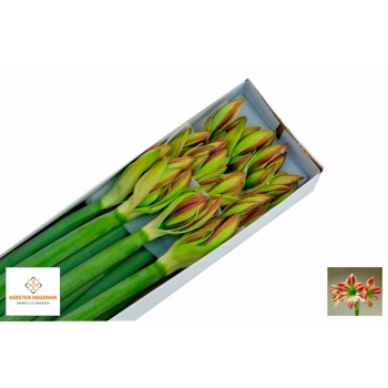product/img.floraplaza.nl/LHIPAMB-LIVE_fotos-0x18D6BCAEFF456D635BA9C23EBE6C27109A4C1D53.jpg