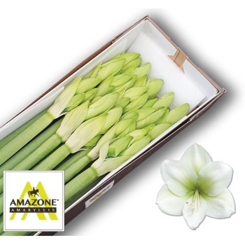 product/img.floraplaza.nl/LHIPCAS-LIVE_fotos-0xC91BE14384FFBF61CA0DF16FAC425E5E28AE784A.jpg