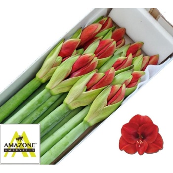 product/img.floraplaza.nl/LHIPFER-LIVE_fotos-0x003D83DEE5C29D82392D0D88DE8E659FF79CBD93.jpg
