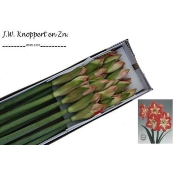 product/img.floraplaza.nl/LHIPMIN-ASSORTI_fotos-MVA-Knoppert - minerva15.jpg