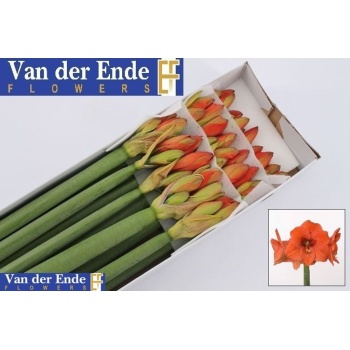 product/img.floraplaza.nl/LHIPNAR-LIVE_fotos-0x32CF2E8A68641F78A6D81B062A291271EFE18CD6.jpg