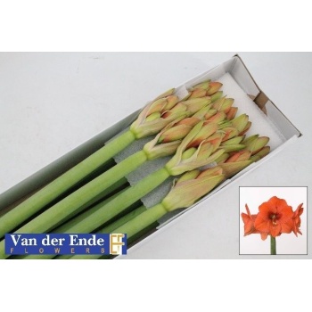 product/img.floraplaza.nl/LHIPNAR-LIVE_fotos-0xF6016E8128C5A20A64920ECD3351A7039125329D.jpg