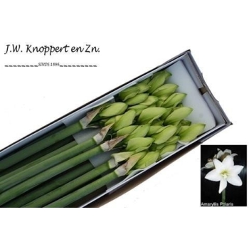 product/img.floraplaza.nl/LHIPPOL-ASSORTI_fotos-MVA-Knoppert - Polaris15.jpg
