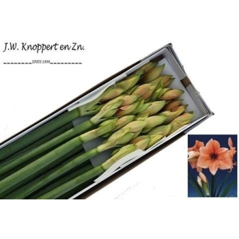 product/img.floraplaza.nl/LHIPRIL-ASSORTI_fotos-MVA-Knoppert - rilona15.jpg