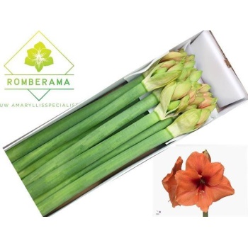 product/img.floraplaza.nl/LHIPRIL-LIVE_fotos-0xC6BD61EEEA9DAFBD221A79FA98C905C17CAA9FFA.jpg