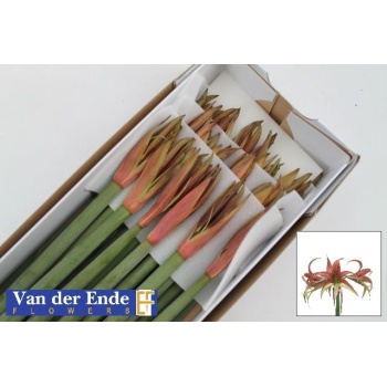 product/img.floraplaza.nl/LHIPTAN-LIVE_fotos-0xC37F6F0324410F407E3B7667A17364389594988D.jpg