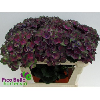 product/img.floraplaza.nl/LHORCHAB8-LIVE_fotos-0xE57288FF7F360FE008DAB14173BE379CFCA40075.jpg