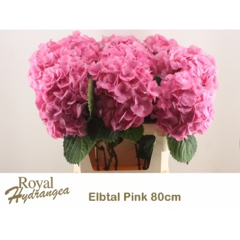 product/img.floraplaza.nl/LHORELBP8-LIVE_fotos-0xE8F4203C1EC96ADB8C3C6ACA63B980E4A8636B7C.jpg