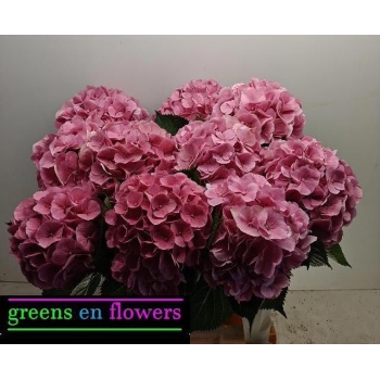 product/img.floraplaza.nl/LHORELBP8-LIVE_fotos-0xFE7C8887C92ED1EF59C68E4A189DB111E5A36E02.jpg
