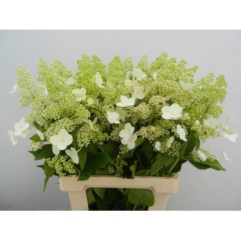 product/img.floraplaza.nl/LHORKYU7-LIVE_fotos-0x6D6D08AFB9C7C41E5A8A57021D4B2A0881E729BF.jpg