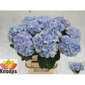 product/img.floraplaza.nl/LHORLOLPB8-LIVE_fotos-0xCE0AA088264A8F6BE634A209007651BC70AFD6C3.jpg