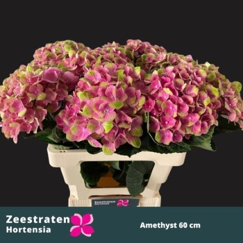 product/img.floraplaza.nl/LHORMAGAM6-LIVE_fotos-0xF587FBDB3665D3BC05DC86736C5A095A9E5CF49A.jpg
