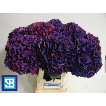 product/img.floraplaza.nl/LHORMAGR7-LIVE_fotos-0xC49E3449BCDD6FF674816DB222522E9BE5643AB1.jpg