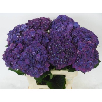 product/img.floraplaza.nl/LHORMONAP6-LIVE_fotos-0x0F3AFCFC6C7193D8003D5F3D7989087F60282179.jpg