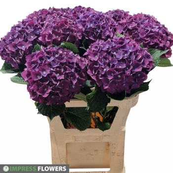product/img.floraplaza.nl/LHORMONAP8-LIVE_fotos-0x54AE973B2C6E2C95DF0F49D6B044BD35D97E607E.jpg