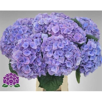 product/img.floraplaza.nl/LHORMYRIV65-LIVE_fotos-0x9A16E6A211E107B3FE4078670D4D5C63A2AAB500.jpg