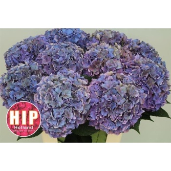 product/img.floraplaza.nl/LHORRODCL6-LIVE_fotos-0x26CCF474A4757C912DB30CC969A9F3F6B477B843.jpg