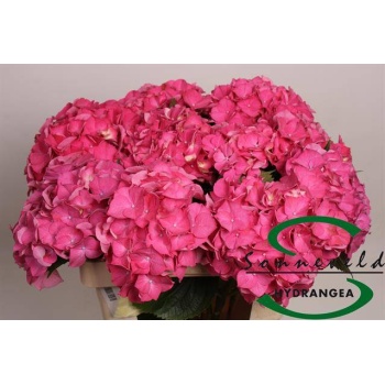 product/img.floraplaza.nl/LHORRORE6-LIVE_fotos-0xCBE494D28295AB9810CD14AFE0848C62E5227595.jpg
