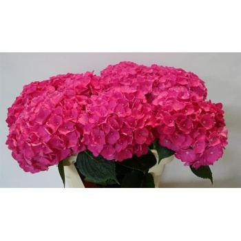 product/img.floraplaza.nl/LHORRORE8-LIVE_fotos-0x9EA8591EB79015FA739D12411D7154B161950BFE.jpg