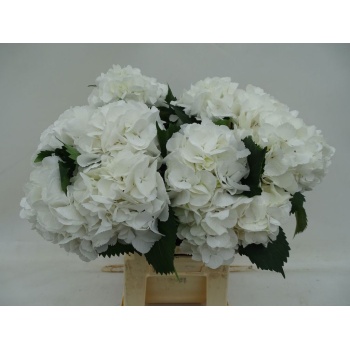 product/img.floraplaza.nl/LHORSCH6-LIVE_fotos-0xBB3C7F8E0AE999B8D4BE1F7752C2A62B21E85707.jpg