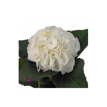 product/img.floraplaza.nl/LHORSCH8-ART_Fotos-VBN-vbn19880.jpg
