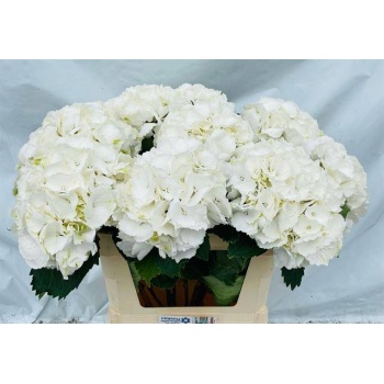 product/img.floraplaza.nl/LHORSCH8-LIVE_fotos-0x091F2F21904CEDEEE1EE82C009BD4027535FFB51.jpg