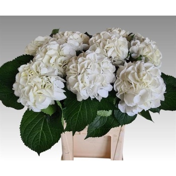 product/img.floraplaza.nl/LHORSCH8-LIVE_fotos-0x2CE09013D3D3718C7F426DBCB7796D3CFDCDD8FA.jpg