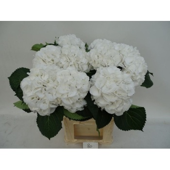 product/img.floraplaza.nl/LHORSCH8-LIVE_fotos-0xC66939A16D3F28497AD7C54A15D08E63D693B679.jpg