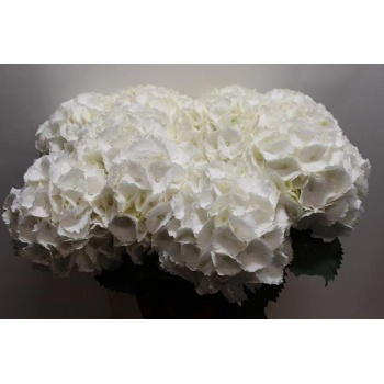 product/img.floraplaza.nl/LHORSCH8-LIVE_fotos-0xEB9AC9AA7A73697BCDF1FFD0613FFCE5C71339CE.jpg