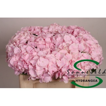 product/img.floraplaza.nl/LHORVER5-LIVE_fotos-0x73CEDBE0F66F24FC3B5B3B18FF85539B94041AFE.jpg