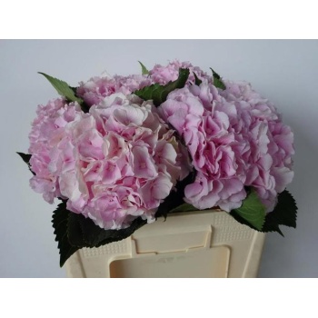 product/img.floraplaza.nl/LHORVER5-LIVE_fotos-0x75E0F97C2DAA0E4BDE1A9357F5CE6710724393A9.jpg