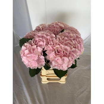 product/img.floraplaza.nl/LHORVER6-LIVE_fotos-0x4A3C059F1C0D1C199BF3F5E7F47869821CC02D02.jpg