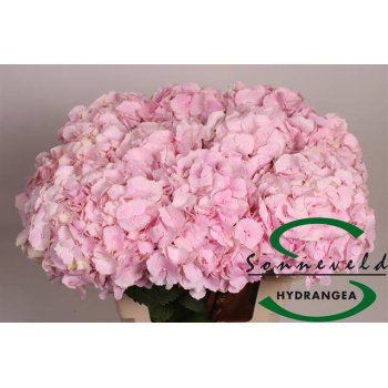 product/img.floraplaza.nl/LHORVER6-LIVE_fotos-0x510B303791DD37E3C2D72E3797EDB7852A1C9578.jpg
