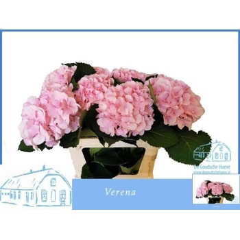 product/img.floraplaza.nl/LHORVER7-LIVE_fotos-0x496E0F107947019A326A2EEB39EDD50926E585E1.jpg