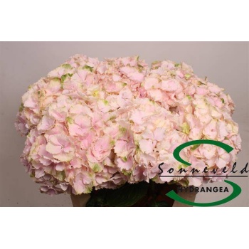 product/img.floraplaza.nl/LHORVER75-LIVE_fotos-0xFECC455F726DE4560459646479096F69CD951651.jpg