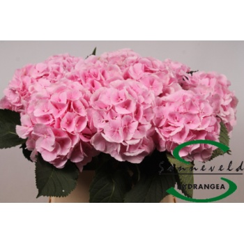 product/img.floraplaza.nl/LHORVER9-LIVE_fotos-0x794C053CE9D147A4825A021254D3EDA5292F5C72.jpg