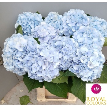product/img.floraplaza.nl/LHORVERB60-LIVE_fotos-0x62EB55B43DE7BFD22DC91D40CCF925CCE6ECF38F.jpg