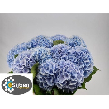 product/img.floraplaza.nl/LHORVERB8-LIVE_fotos-0xD52CDD73B8066C8CA1335202AFBEEE4EEFA60A02.jpg