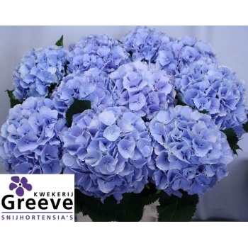 product/img.floraplaza.nl/LHORVERB8-LIVE_fotos-0xD802BC2BF803F0C370C9C266422BE06A45B499AF.jpg