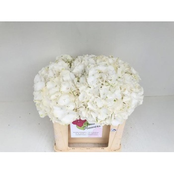 product/img.floraplaza.nl/LHORWHIVE5-LIVE_fotos-0xFF3B71DC4A5CCD3E8A7BB5384CCE2DB54008C7F5.jpg