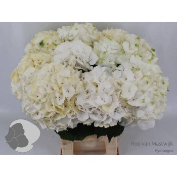 product/img.floraplaza.nl/LHORWHIVE6-LIVE_fotos-0x839C0DFB357C2590B08EA6EBB2E09F17DDC3EEB6.jpg