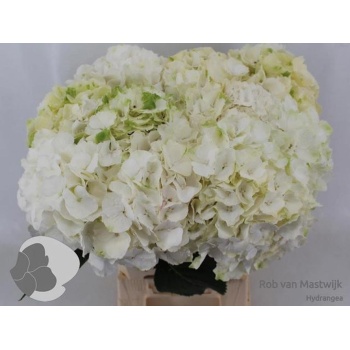product/img.floraplaza.nl/LHORWHIVE6-LIVE_fotos-0xB9889A2FBA3BD7DA8FA90BF257CC4A4EB244FAB6.jpg