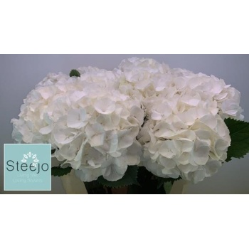 product/img.floraplaza.nl/LHORWHIVE8-LIVE_fotos-0x72770F0D371B49359E6F3E59D8849B0511177F38.jpg