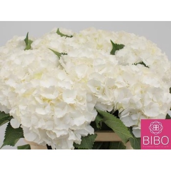 product/img.floraplaza.nl/LHORWHIVE8-LIVE_fotos-0xAFCE17753AADAAC7F9E40602DDAD8C18599B2BBE.jpg