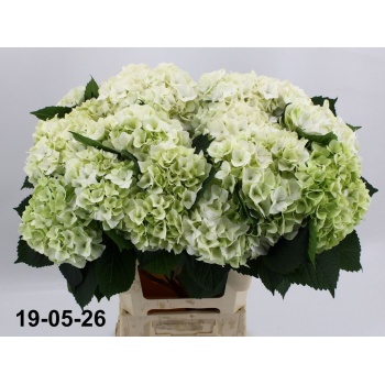 product/img.floraplaza.nl/LHOTMAGPEA-LIVE_fotos-0x2DD59F422F49640FB3FF0834CD74CA6B0BA92639.jpg