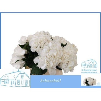 product/img.floraplaza.nl/LHOTSCH4-LIVE_fotos-0x7BEF7A0D7E0B6713E9B1F3F4C0F9D741C6C90397.jpg