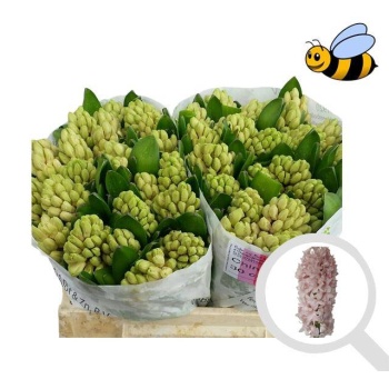 product/img.floraplaza.nl/LHYACHIP-LIVE_fotos-0xF96F38386A8E632E0A0C967D43306C14B40E96BE.jpg